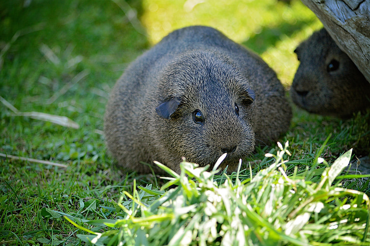 guinea pig, smooth hair, lemonagouti, pregnant, black-cream-agouti, nature, grass