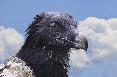 bearded vulture, vulture, bird, bird of prey, scavengers, feather, birds
