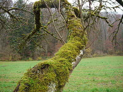 Moss, puu, metsa, maastik