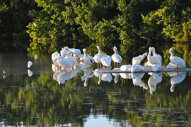Sanibel island, pelikany, Florida, ptaki, Sanibel, Wyspa, Natura