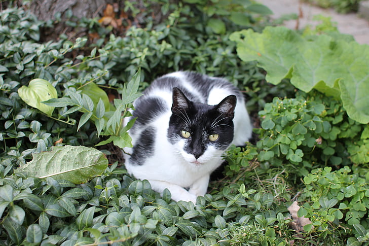 katten, svart, hvit, hage, busker, dyr, feline