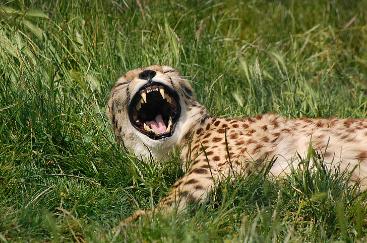 gepard, živali, Velika mačka, Predator, zehanje