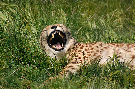 Cheetah, djur, stor katt, Predator, gäspning