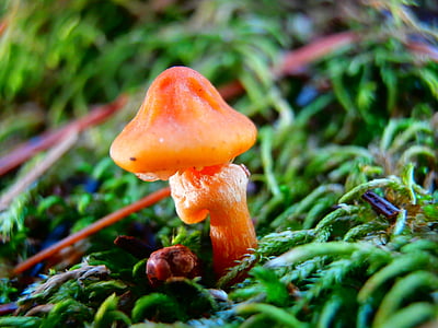 orange, mushrooms, mosses, wild, green, grasses, green background