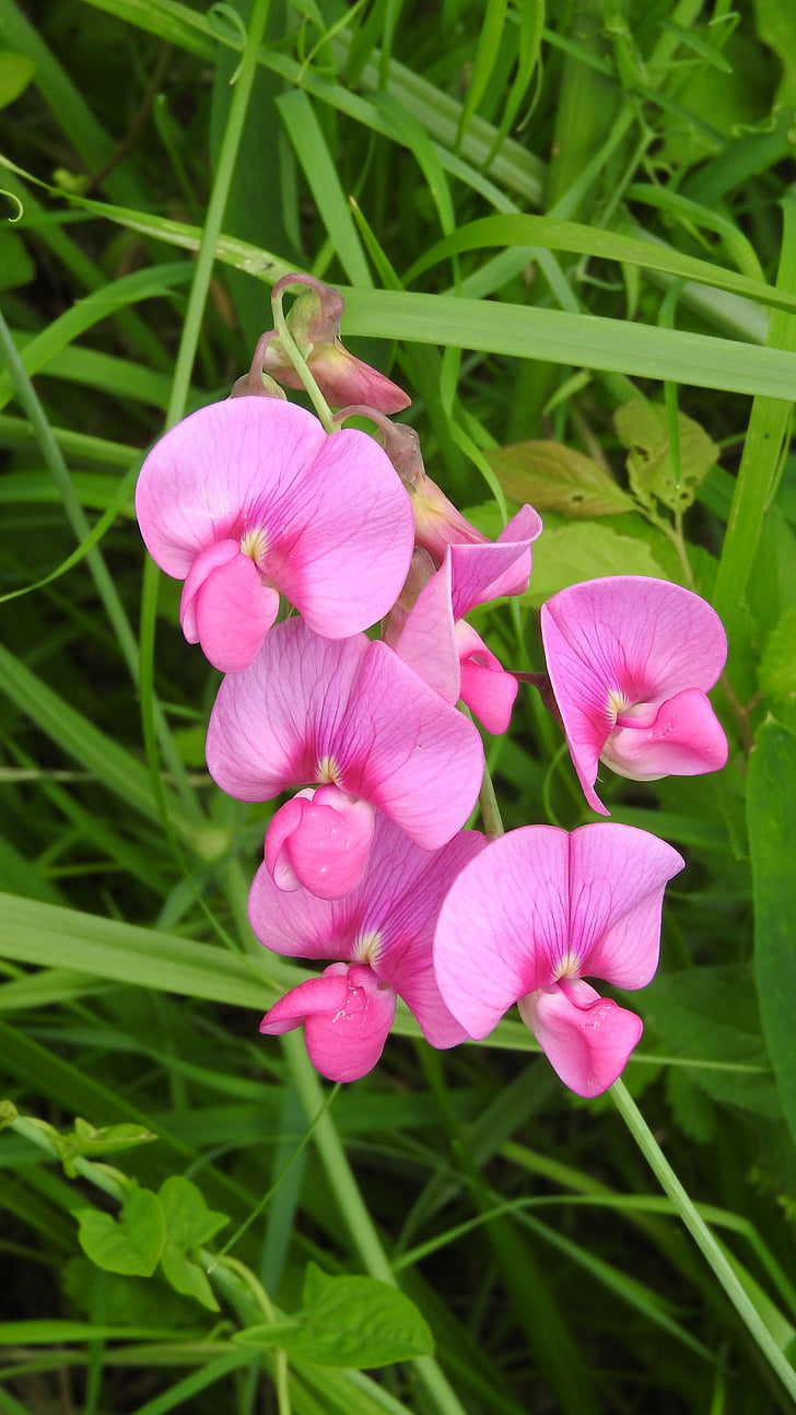 flower, fabaceae, pink flower, pink color, petal, nature, outdoors