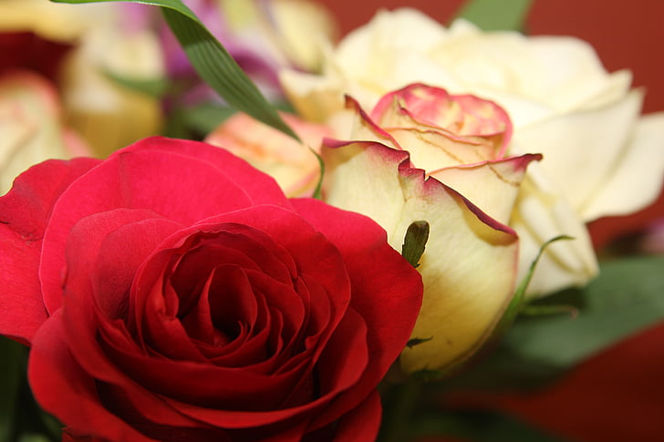 цвете, Роза, китка, флорални, букет, бяло, подарък