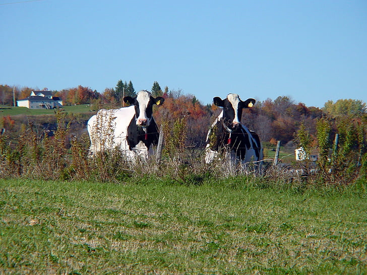 lehmät, Vermont, Farm, laidun, maatalous, meijeri, karjan