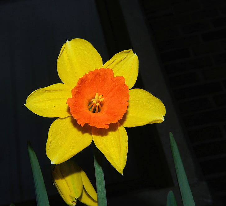 Narcís, Daffodil, flor, flor, flor, primavera, flors