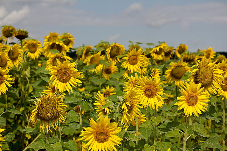 sun flower, summer, field, yellow, garden, landscape, sun