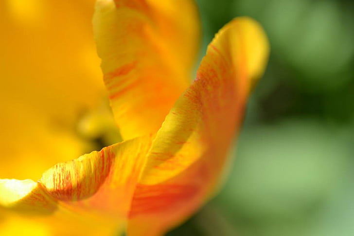 Blume, Blütenblatt, Tulpe, gelb