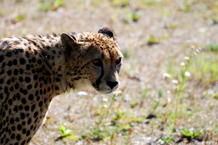 Cheetah, eläimet, Savannah