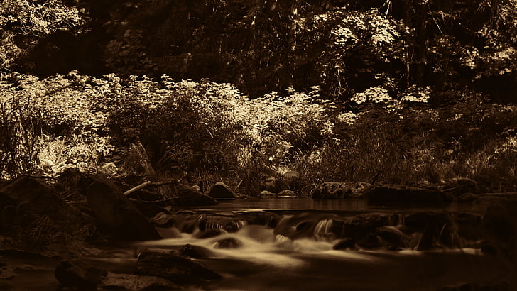 bach, forest, summer, mood, idyllic