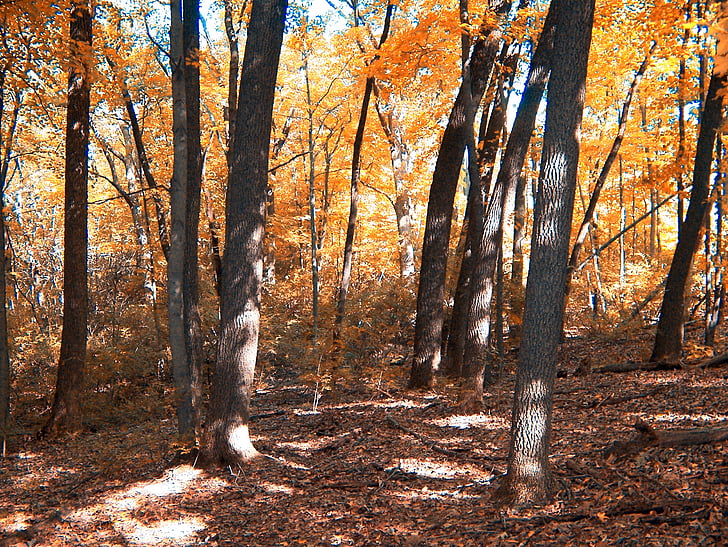 efterår, Woods, træer, skov, orange, blade, falder