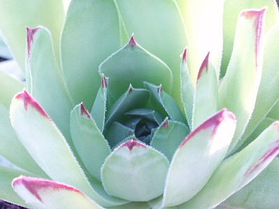 floare, Cactus, primavara