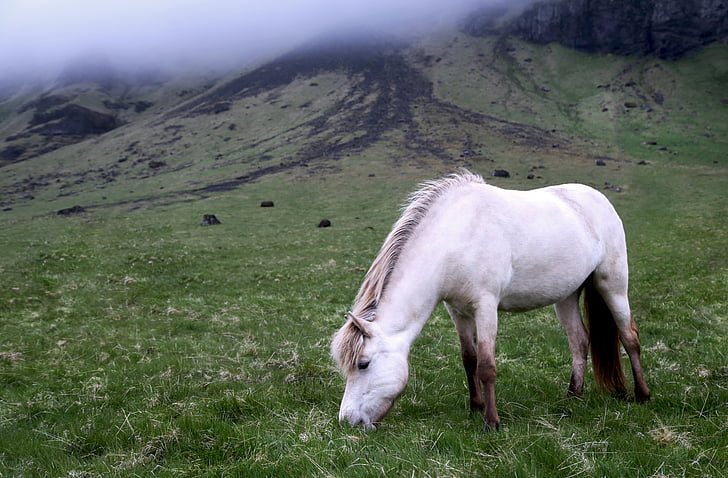 wit, paard, eten, gras, in de buurt van, berg, mist