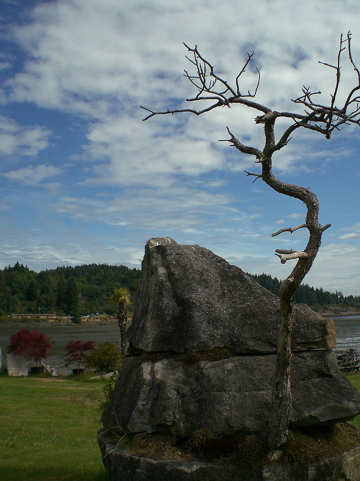 sky, tree, landscape