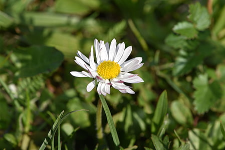 daisy, flower, pointed flower, white, blossom, bloom, meadow