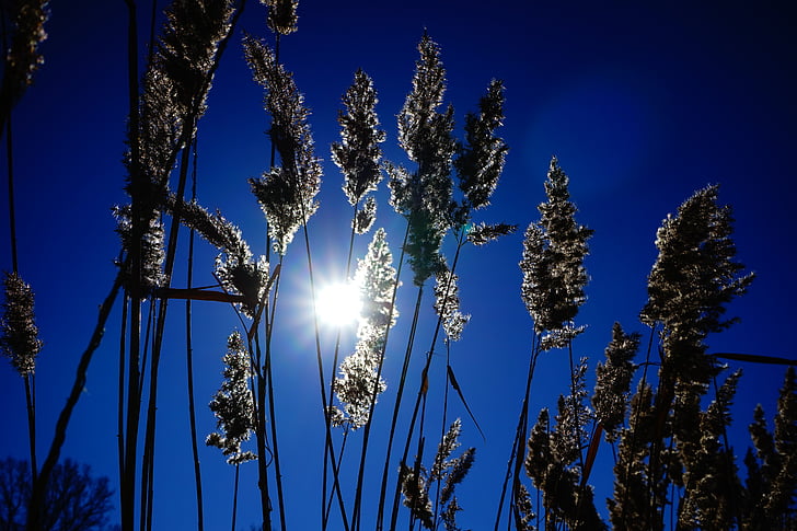 Reed, Phragmites australis, Phragmites communis trin, cam thảo, Poaceae, Quay lại ánh sáng, mặt trời