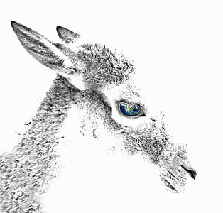 ROE deer, dzīvnieku, acs, sastāvs, digitālā māksla, Staltbriedis