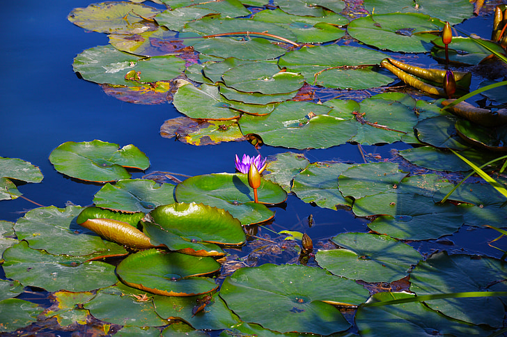Lotus, water lily, plant