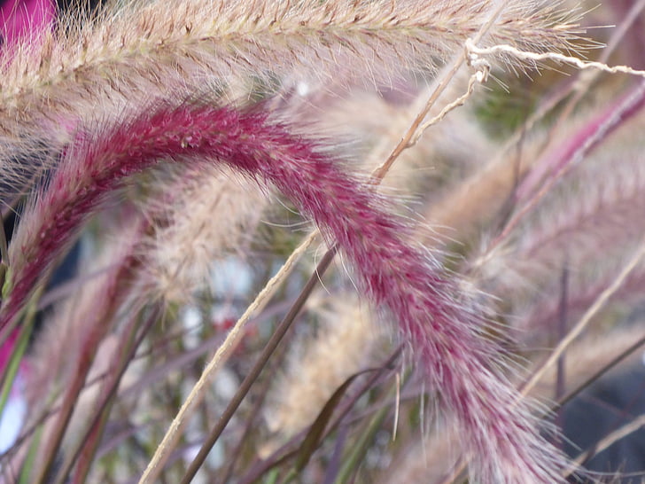 cherry sparkler fountain grass, bamboo grassedit this page, decorative, purple, pink, eggplant, nature