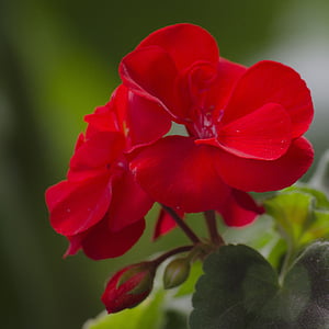 flower, red, geranium, pelargonium zonale, nature, garden, gardening