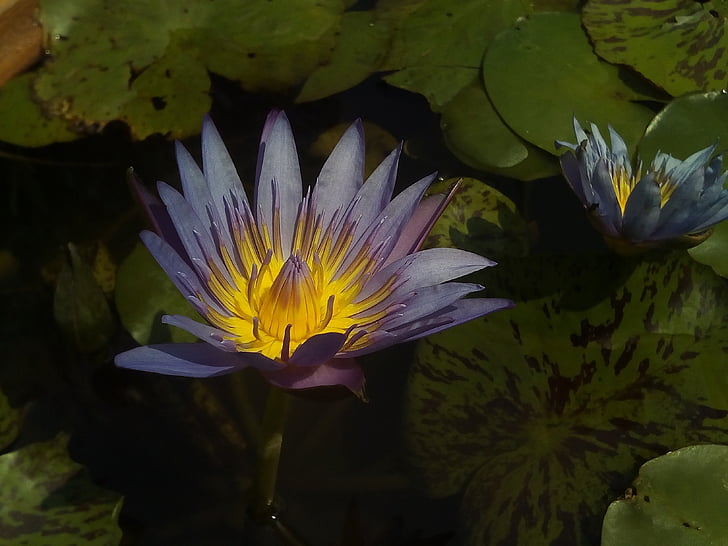 Lotus, feuille de Lotus, nature, bassin de Lotus, plantes d’eau, Bua ban, fleurs