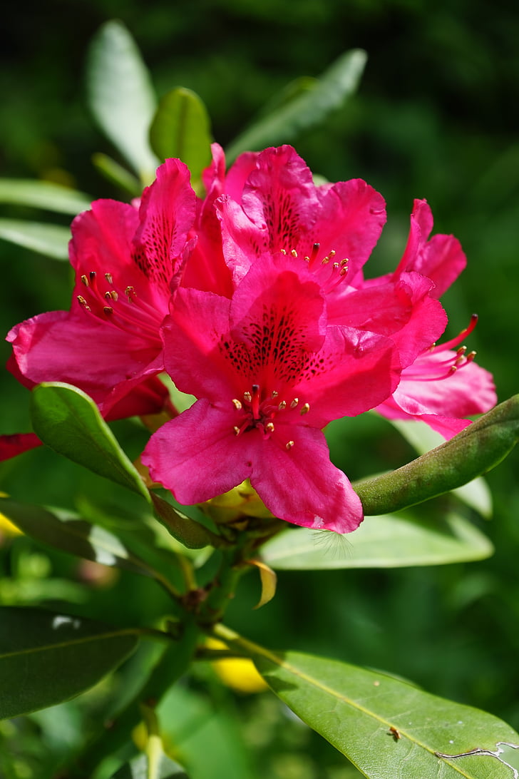 rhododendron, flowers, inflorescence, red, heather green, ericaceae, bush