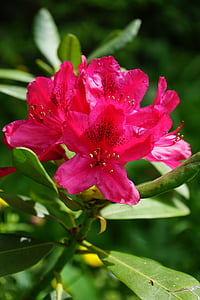 Rhododendron, virágok, virágzat, piros, Heather zöld, Hangafélék, Bush