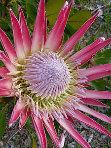 King protea, pestič, cvet