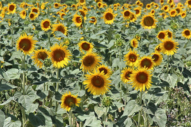 bunga matahari, warna, kuning, pertanian, alam, bunga, emas