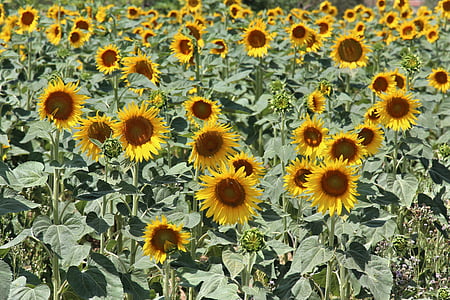 sunflower, color, yellow, farming, nature, flower, golden