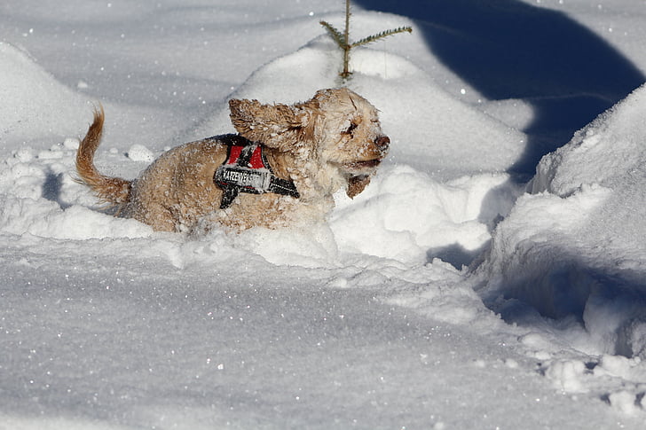 hund i snön, cocker spaniel, vinter, vit, Söt, djur, hund