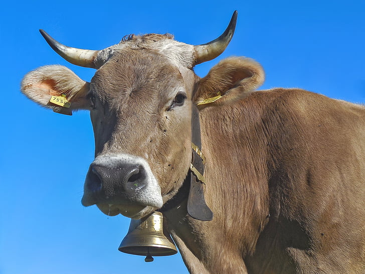 Cow, Horn, mjölkko, nötkött, Allgäu brun, Allgäu, boskap