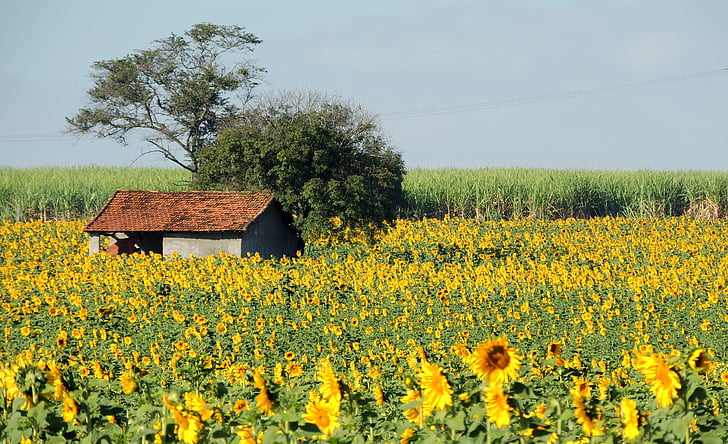 слънчоглед, засаждане на слънчоглед, къща в страната, цветя