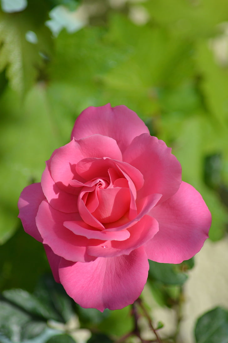 rozā, puķe, daba, dārza, rozā krāsa