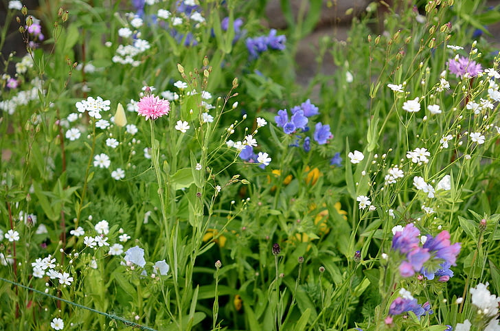 Wild, Wild grass, kukat, kukka, kesällä, sininen, Luonto