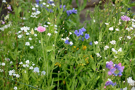 dziki, Dzika trawa, kwiaty, kwiat, Latem, niebieski, Natura