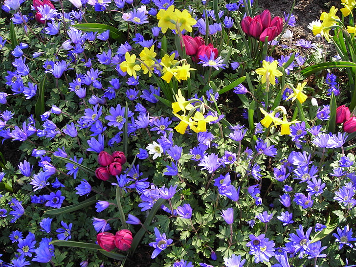 anemones, narcises, Crocus, krāsains, Pavasaris, ziedi