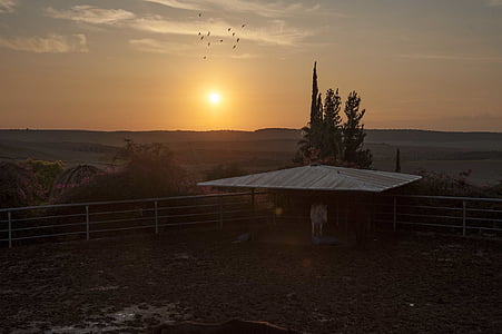 ηλιοβασίλεμα, Ανατολή ηλίου, Γεωργία, καλλιεργήσιμο έδαφος, σταθερή, αγελάδα, βοοειδή