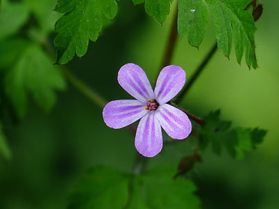 鲁普雷希特草, 开花, 绽放, 蓝色, 紫罗兰色, 小, 天竺葵 robertianum