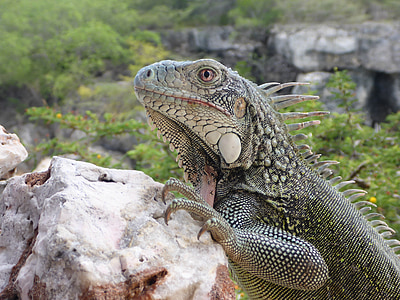 animal, Iguana, Caribe, Lagarto