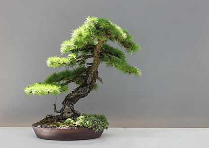 Bonsai, Lärche, Japan, Kultur, Japangarten, Larix