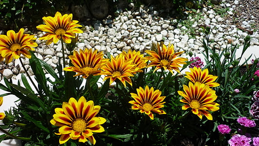 slamnik, rudbeckia, lepa plemenskih, nemški cvet, zlato rumeno, na sončni lokaciji, narave