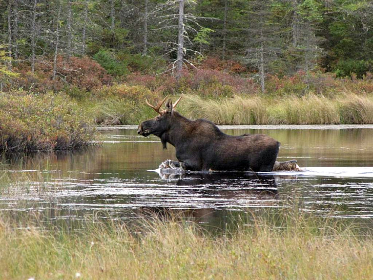 moose, bull, solitary, wildlife, mammal, pond, outdoors