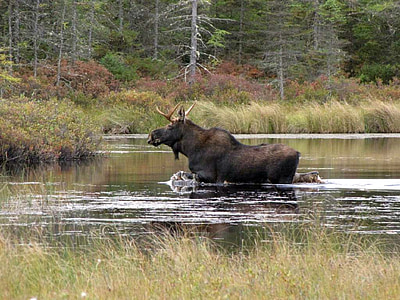 Moose, býk, solitérní, volně žijící zvířata, savec, rybník, venku