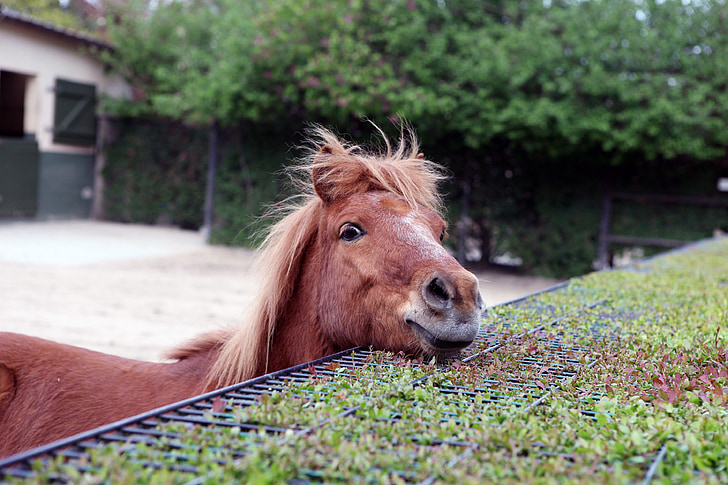 animal, horse, young animal, horse head, outlook, curious, funny