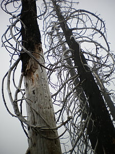树木, 特写, 光秃秃的树枝, 薄雾, 自然, 户外, 斯塔克
