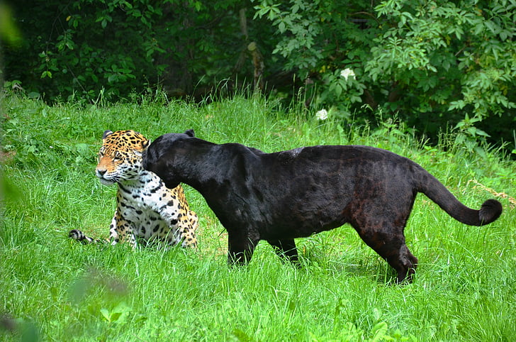 panter, Leopard, svart, Fläckig, djur, djur, förvildad katt