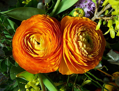 Zlatovláska, oranžová, řezaných květin, Příroda, závod, okvětní lístek, květ